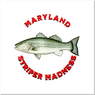 Striped Bass Fishing Maryland Striper Madness Posters and Art